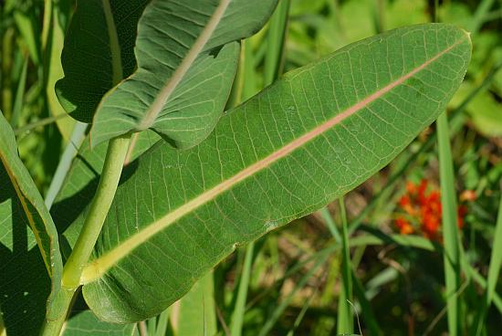 Asclepias_sullivantii_leaf1.jpg