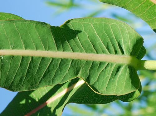 Asclepias_sullivantii_leaf2.jpg