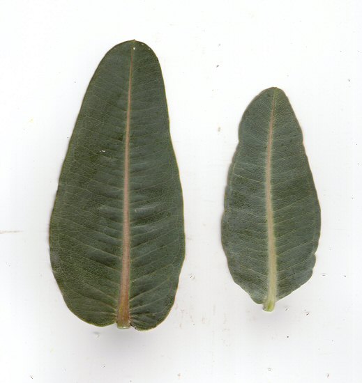 Asclepias_sullivantii_leaves.jpg