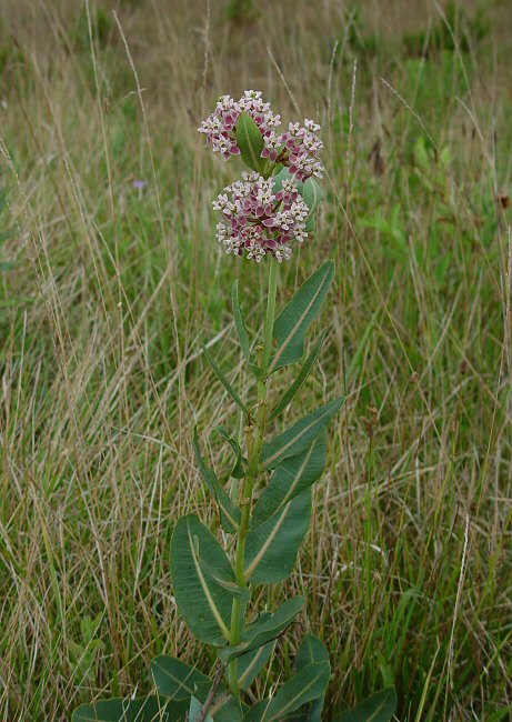 Asclepias_sullivantii_plant.jpg