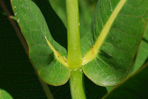 Asclepias_sullivantii_stem2.jpg