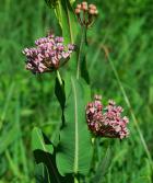 Asclepias sullivantii thumbnail