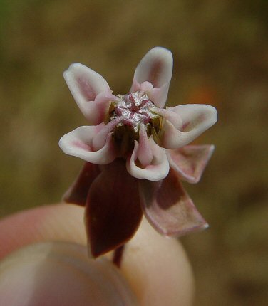 Asclepias_syriaca_flower1.jpg