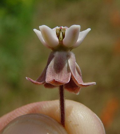 Asclepias_syriaca_flower2.jpg