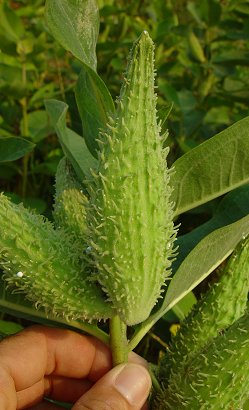 Asclepias_syriaca_fruit.jpg