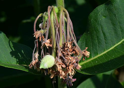 Asclepias_syriaca_fruit0.jpg