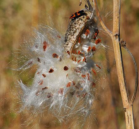 Asclepias_syriaca_fruit2.jpg