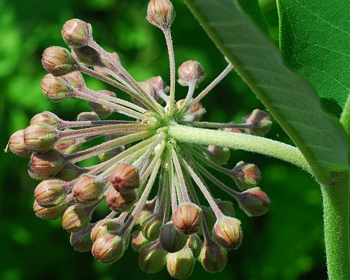 Asclepias_syriaca_inflorescence2.jpg