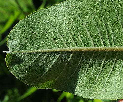 Asclepias_syriaca_leaf2.jpg