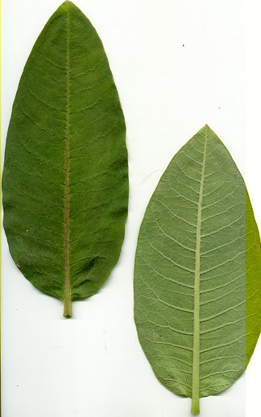 Asclepias_syriaca_leaves.jpg