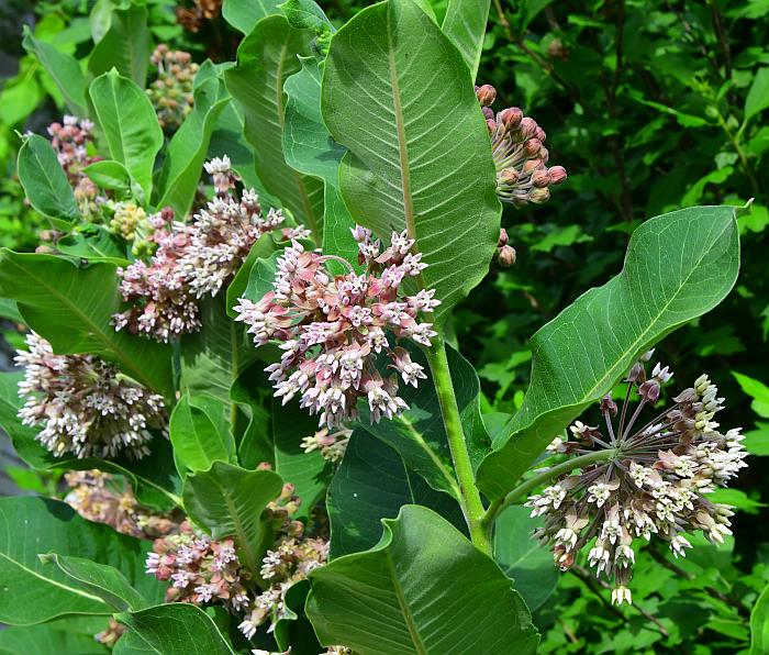 Asclepias_syriaca_plant.jpg