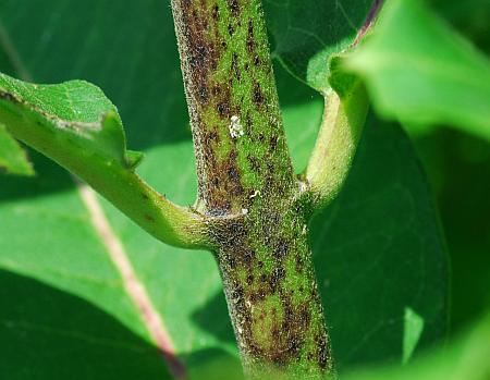 Asclepias_syriaca_stem.jpg