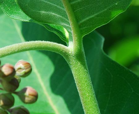 Asclepias_syriaca_stem2.jpg