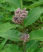 Asclepias syriaca thumbnail