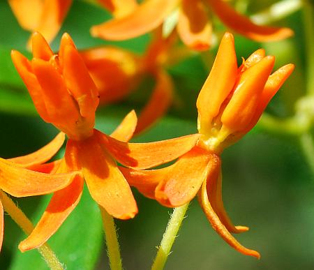 Asclepias_tuberosa_flowers2.jpg