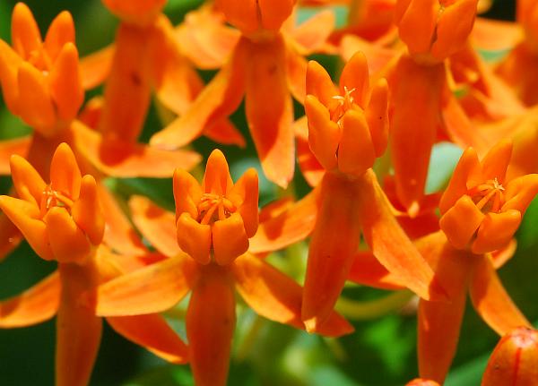 Asclepias_tuberosa_flowers3.jpg