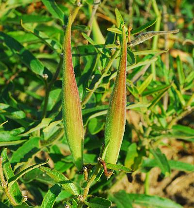 Asclepias_tuberosa_fruits.jpg