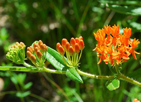 Asclepias_tuberosa_inflorescence2.jpg