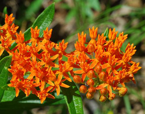 Asclepias_tuberosa_inflorescence3.jpg