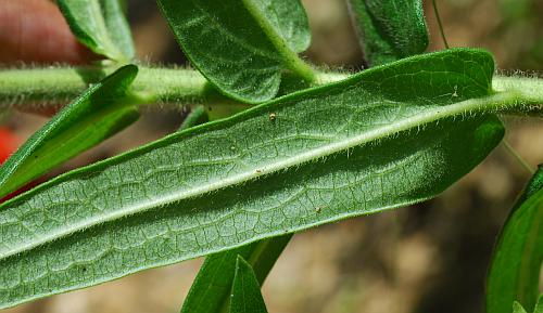 Asclepias_tuberosa_leaf2.jpg