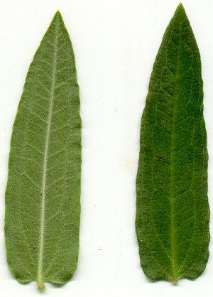 Asclepias_tuberosa_leaves.jpg