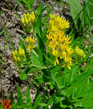 Asclepias_tuberosa_lutea.jpg