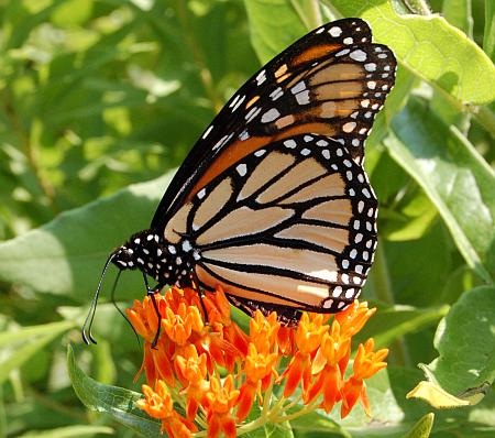 Asclepias_tuberosa_monarch.jpg