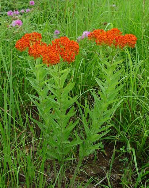 Asclepias_tuberosa_plant.jpg