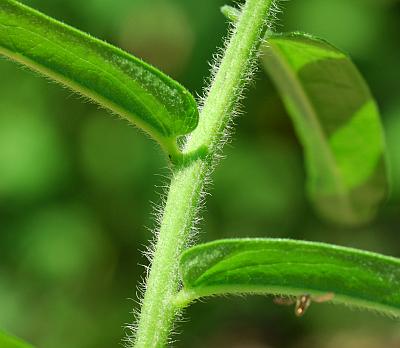 Asclepias_tuberosa_stem2.jpg