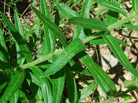 Asclepias_tuberosa_stem3.jpg