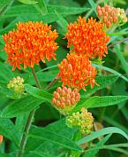 Asclepias tuberosa thumbnail