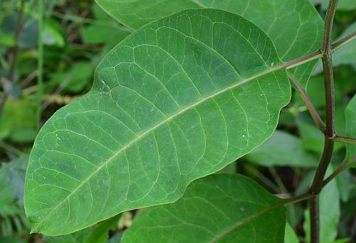 Asclepias_variegata_leaf1.jpg