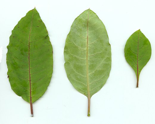 Asclepias_variegata_leaves.jpg