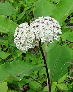 Asclepias variegata thumbnail