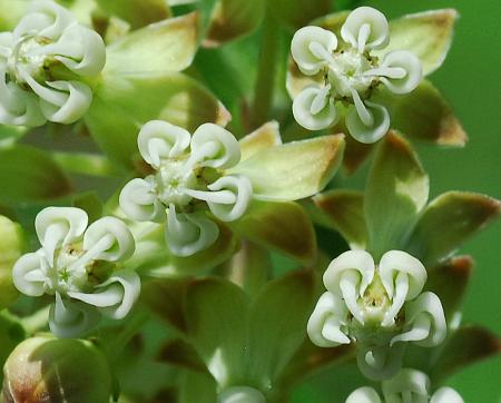 Asclepias_verticillata_flowers2.jpg