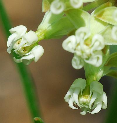 Asclepias_verticillata_flowers3.jpg