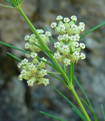 Asclepias_verticillata_inflorescence.jpg