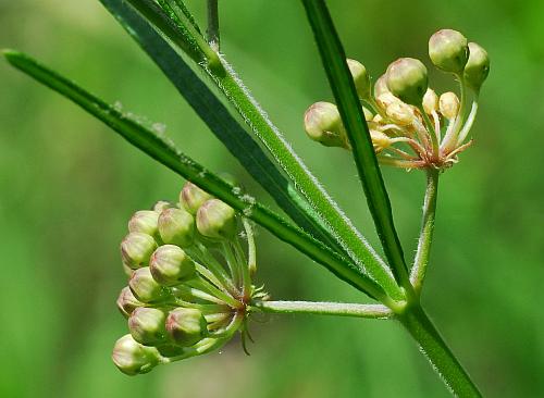 Asclepias_verticillata_inflorescence2.jpg