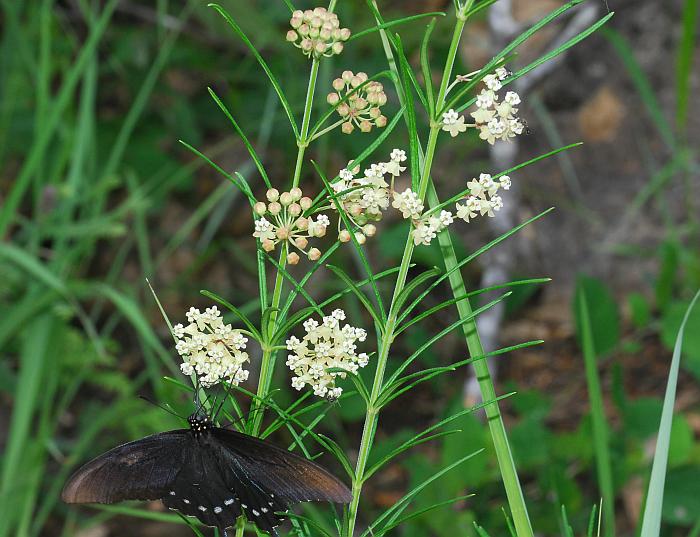 Asclepias_verticillata_plant2.jpg