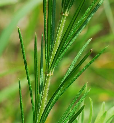 Asclepias_verticillata_stem2.jpg