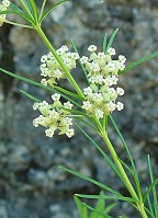 Asclepias verticillata thumbnail