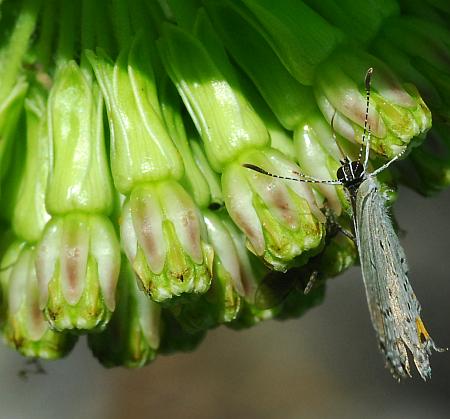 Asclepias_viridiflora_flowers.jpg