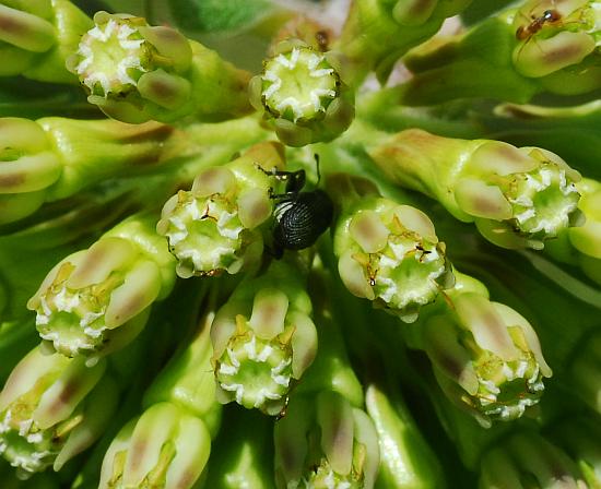 Asclepias_viridiflora_flowers2.jpg