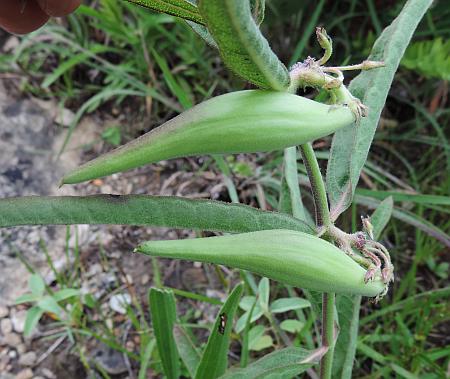 Asclepias_viridiflora_fruits.jpg