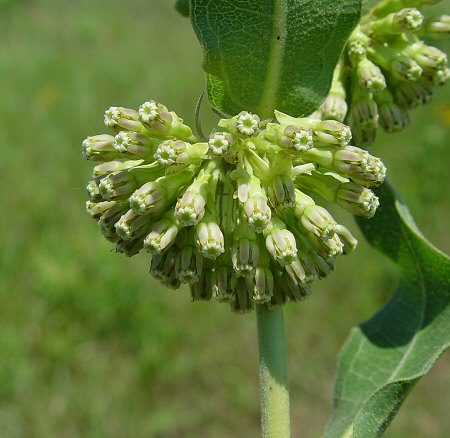 Asclepias_viridiflora_inflorescence.jpg