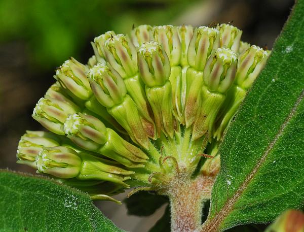 Asclepias_viridiflora_inflorescence2.jpg