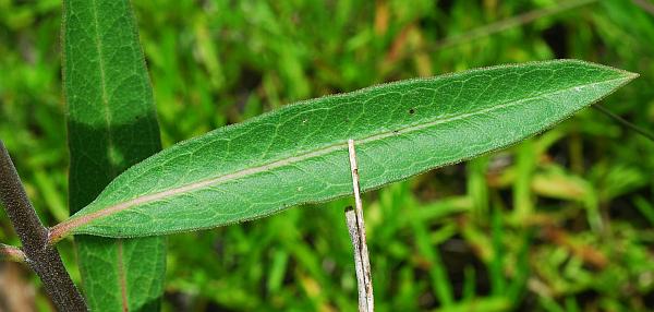 Asclepias_viridiflora_leaf1.jpg