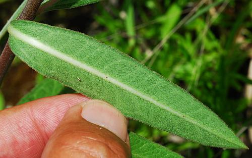 Asclepias_viridiflora_leaf2.jpg