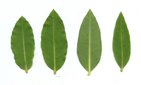 Asclepias_viridiflora_leaves.jpg
