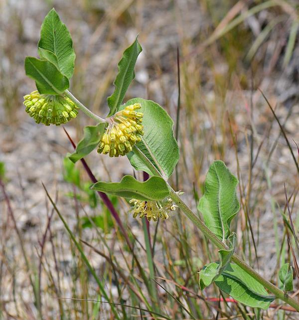 Asclepias_viridiflora_plant.jpg